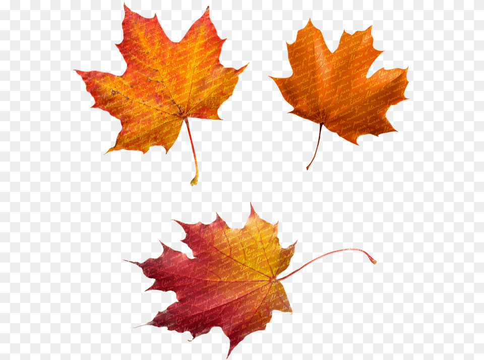 Photo Botanical Nature Glitter Fall Leaves Autumn Max Herbst Bltter, Leaf, Maple, Plant, Tree Free Png