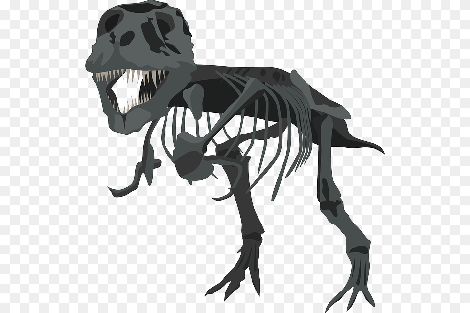 Photo Carnivore Skeleton Dinosaur Tyrannosaurus Rex Dino, Animal, Reptile, T-rex Free Transparent Png