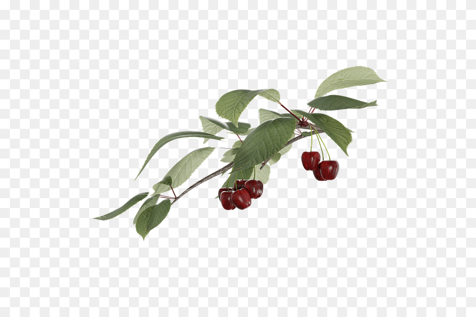 Photo Cherry Transparent Fruit A Branch, Food, Plant, Produce Free Png Download