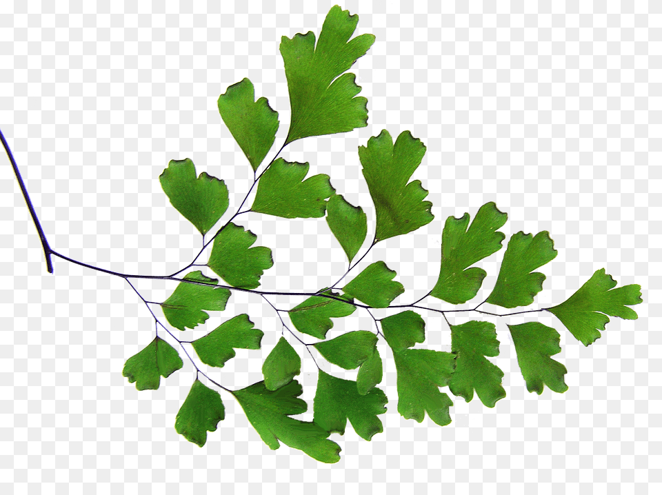 Photo Cut Out Plant Maiden Hair Fern, Herbs, Leaf, Parsley Free Png