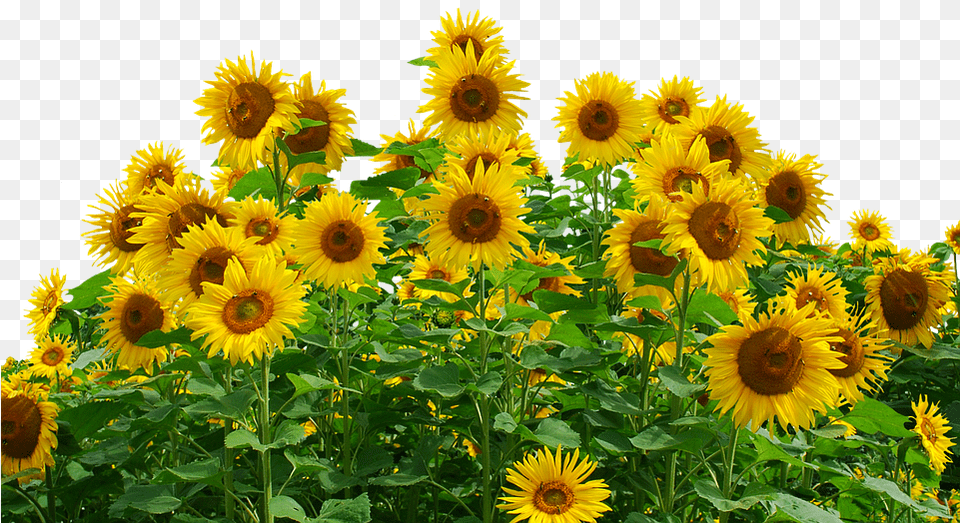 Photo Flower Sunflower Summer Yellow Flower Nature, Plant Free Png