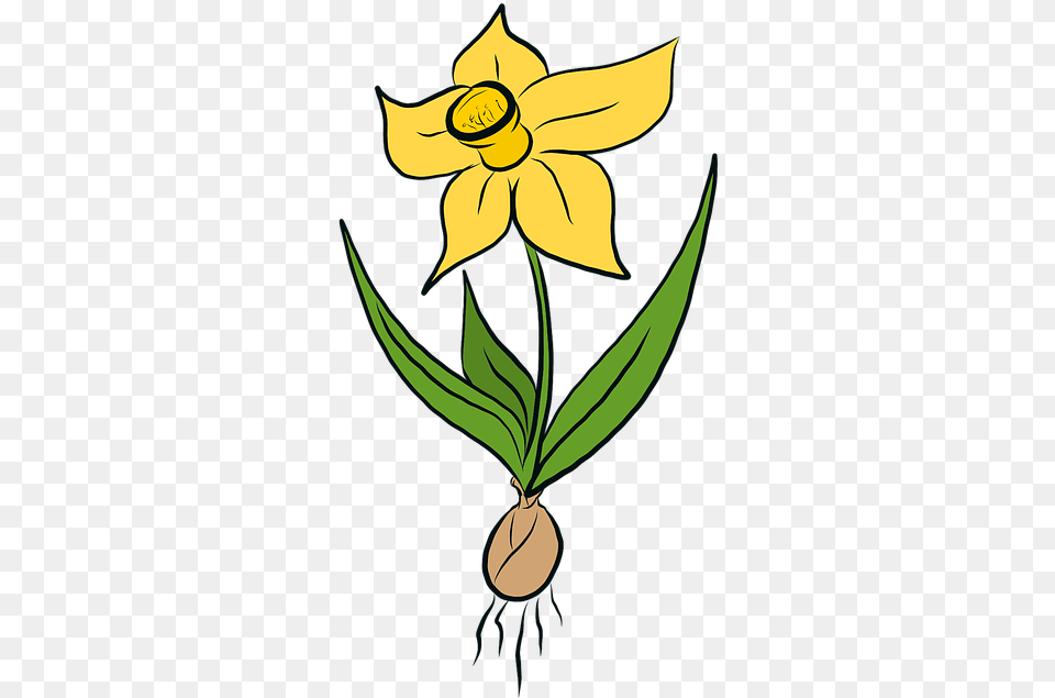 Photo Flowers Daffodils Easter Spring Daffodil Yellow Daffodil Bulbs Clip Art, Flower, Plant, Leaf Free Png Download
