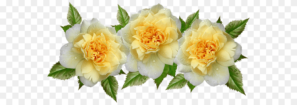 Free Photo Flowers Roses Raindrops Yellow Arrangement, Flower, Plant, Rose, Petal Png Image