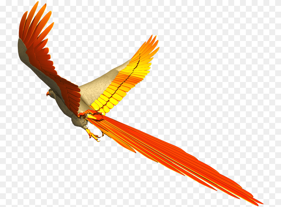 Photo Fly Colorful Parrot Isolated Flight Colorful Birds Flying, Animal, Bird, Beak Free Png
