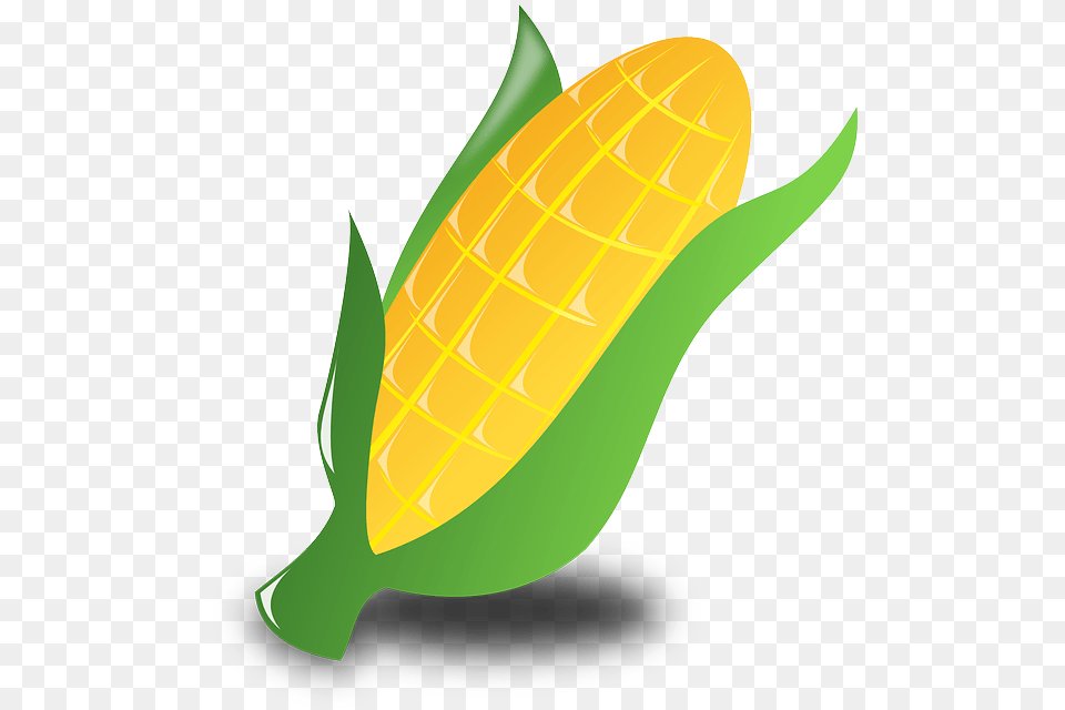 Free Photo Food Crop Maize Agriculture Plant Corn, Grain, Produce, Clothing, Hardhat Png