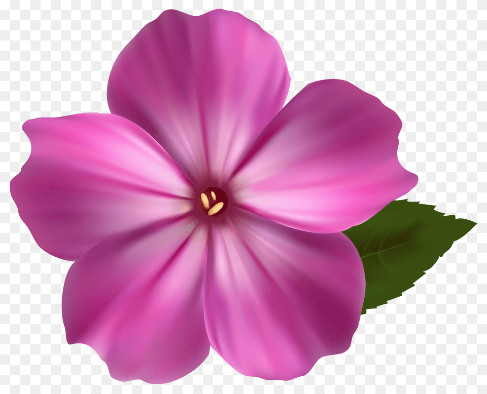 Free Photo Pink Flower Png Image
