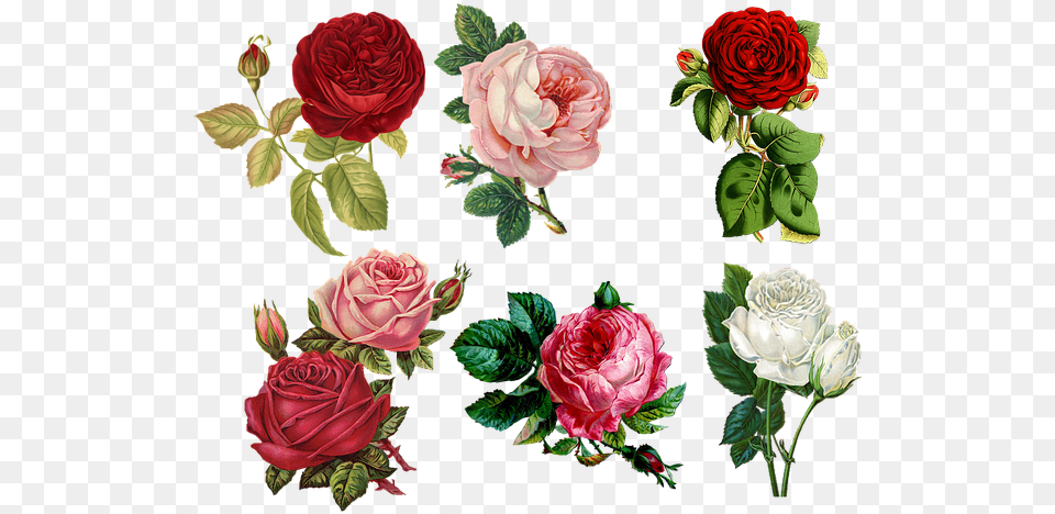 Photo Plant Flowers Bloom Romantic Flower Cards, Rose, Pattern, Graphics, Art Free Transparent Png