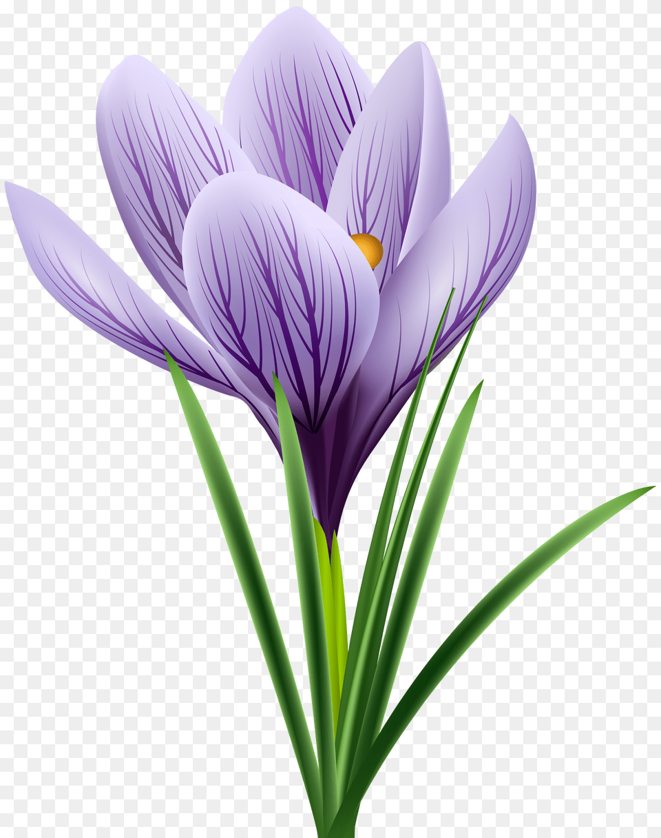 Photo Purple Flower Free Transparent Png