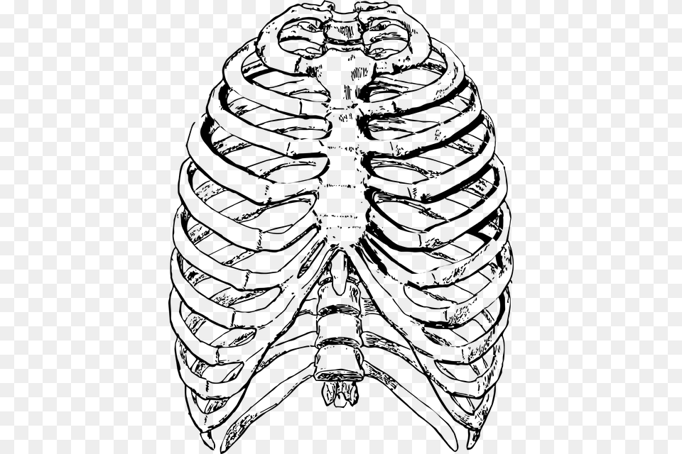 Free Photo Ribs Front Human Ribs Skeleton Rib Rib Cage, Gray Png