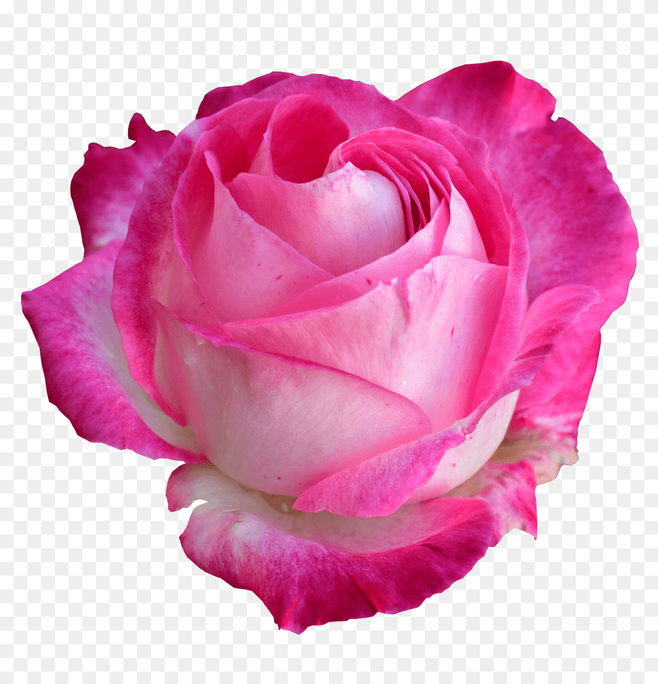 Photo Rose Bright Bright Pink Rose Free Png