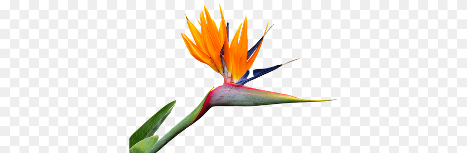 Photo Strelitzia Isolated Bird Of Paradise Flower Bird Of Paradise, Petal, Plant Free Png