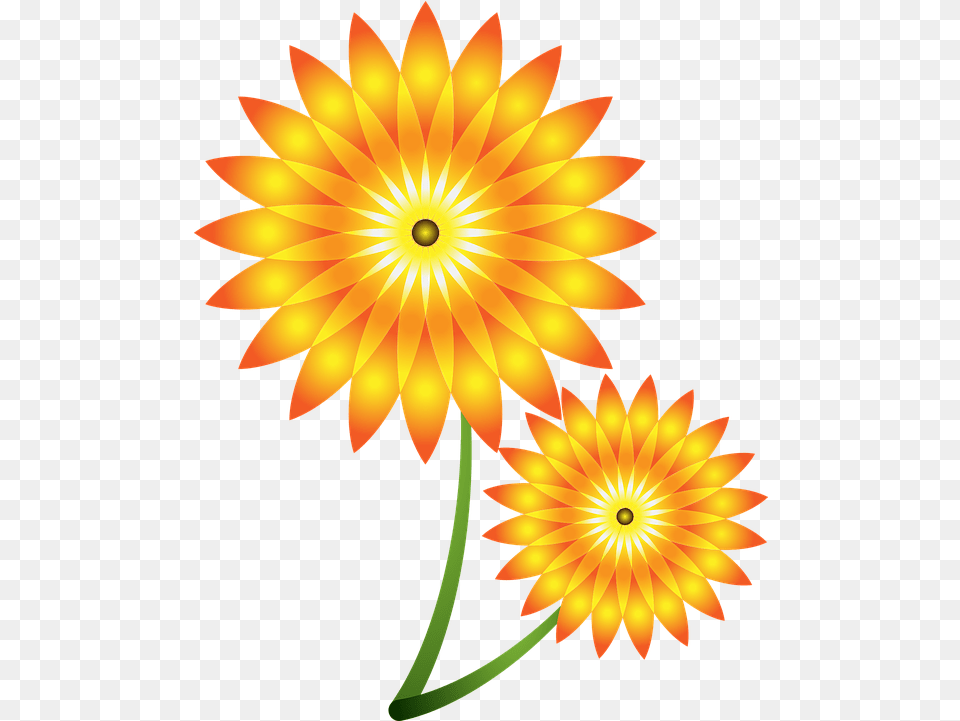 Photo Sunflowers Natural Vector Flower Design Summer Hoa Huong Duong Vector, Dahlia, Daisy, Plant, Petal Free Png