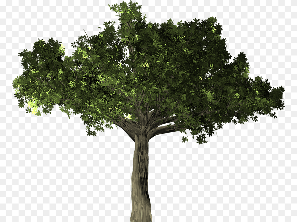 Photo Tree Ficus Isolated Microcarpa Banyan Khwab Mein Anjeer Ka Darakht Dekhna, Oak, Plant, Sycamore, Tree Trunk Free Png