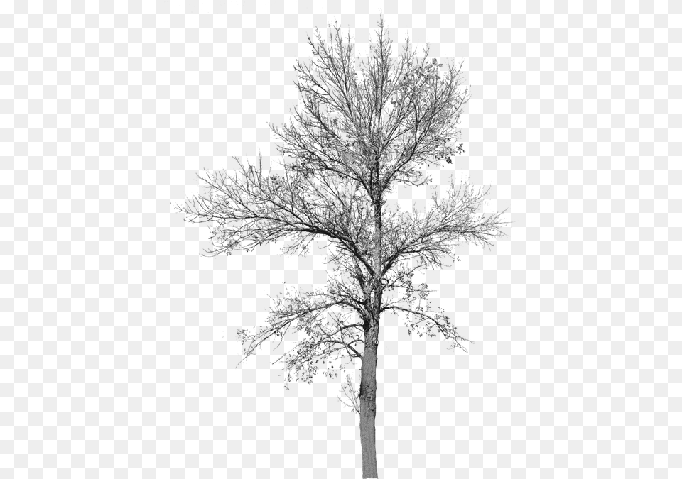 Free Photos Fall Tree Search Download Needpixcom Tree No Leaf, Ice, Nature, Outdoors, Plant Png Image