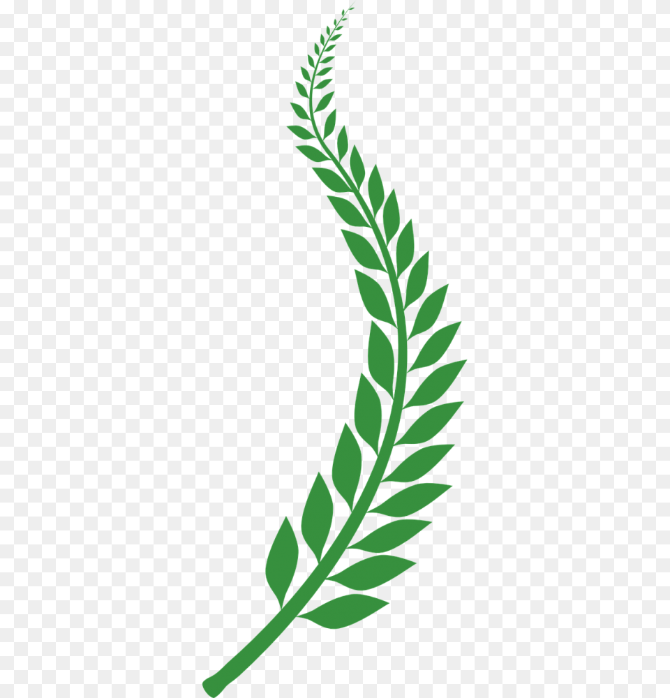 Free Photos Laurel Wreath Search Download, Green, Herbal, Herbs, Leaf Png Image
