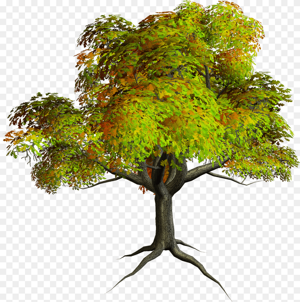 Free Photoshop Trees Download Format Tree Clipart, Leaf, Maple, Plant, Tree Trunk Png Image