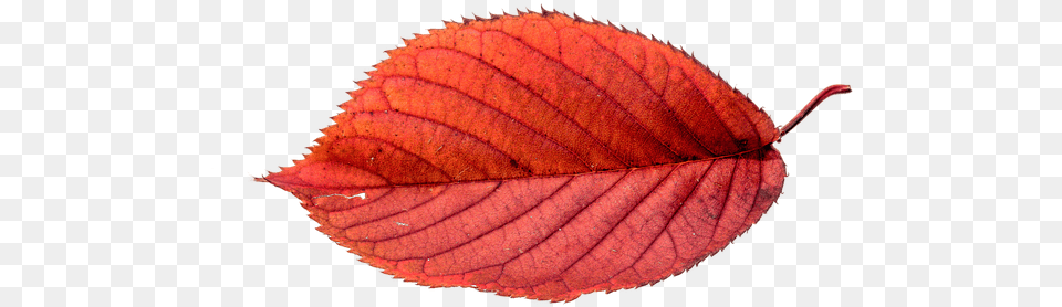 Picture Public Domain Photo Illustration Autumn Autumn Leaves Leaf, Plant, Tree Free Png