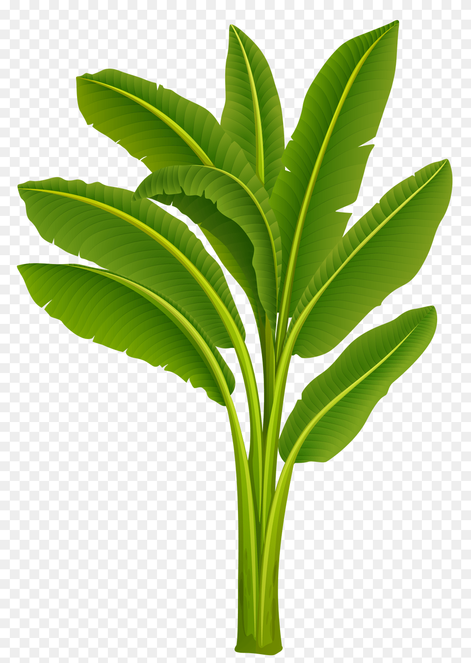Pictures Clip Art Exotic, Green, Leaf, Plant Free Transparent Png