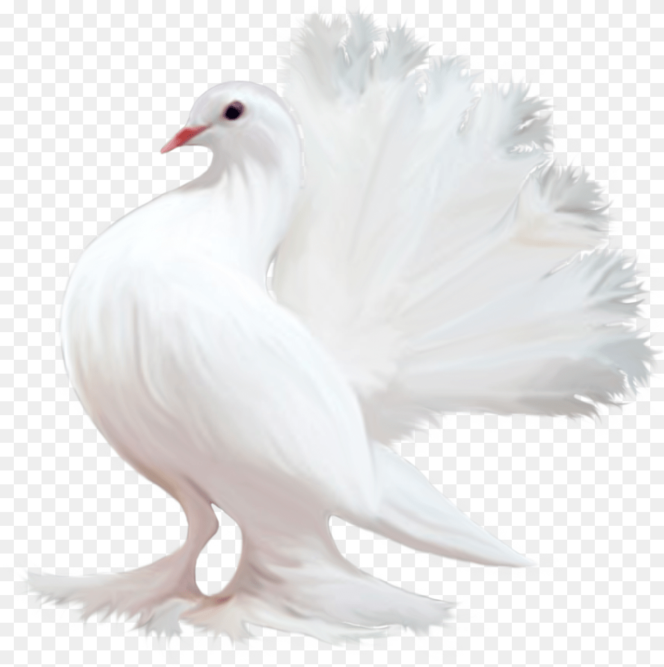 Pigeon Konfest, Animal, Bird, Dove Free Png