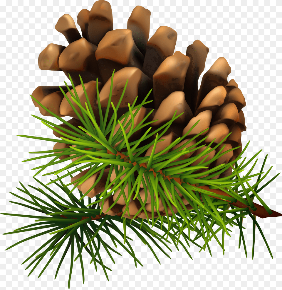 Pine Branch Download Christmas Pine Cone Free Transparent Png