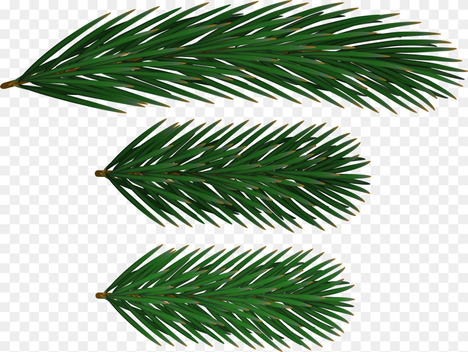 Free Pine Branches Images Transparent Oregon Pine Png Image