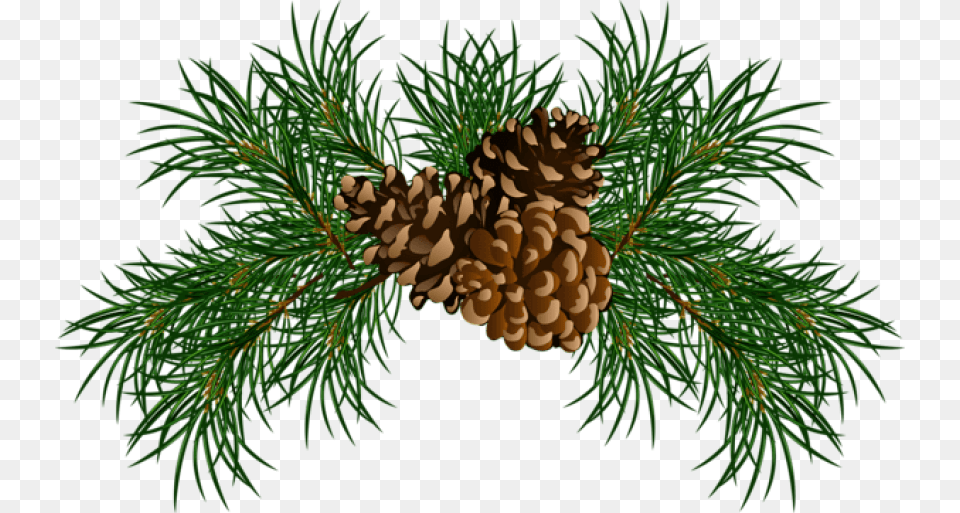 Pine Branches With Pine Cones Christmas Pine Cone, Conifer, Fir, Plant, Tree Free Transparent Png