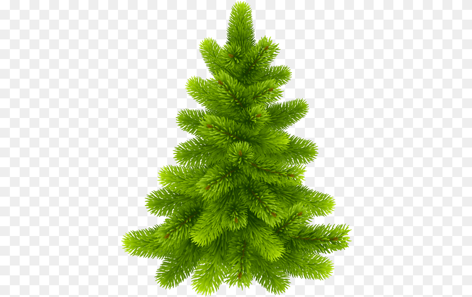 Pine Tree Images Transparent Actual Christmas Tree, Conifer, Plant, Fir, Spruce Free Png