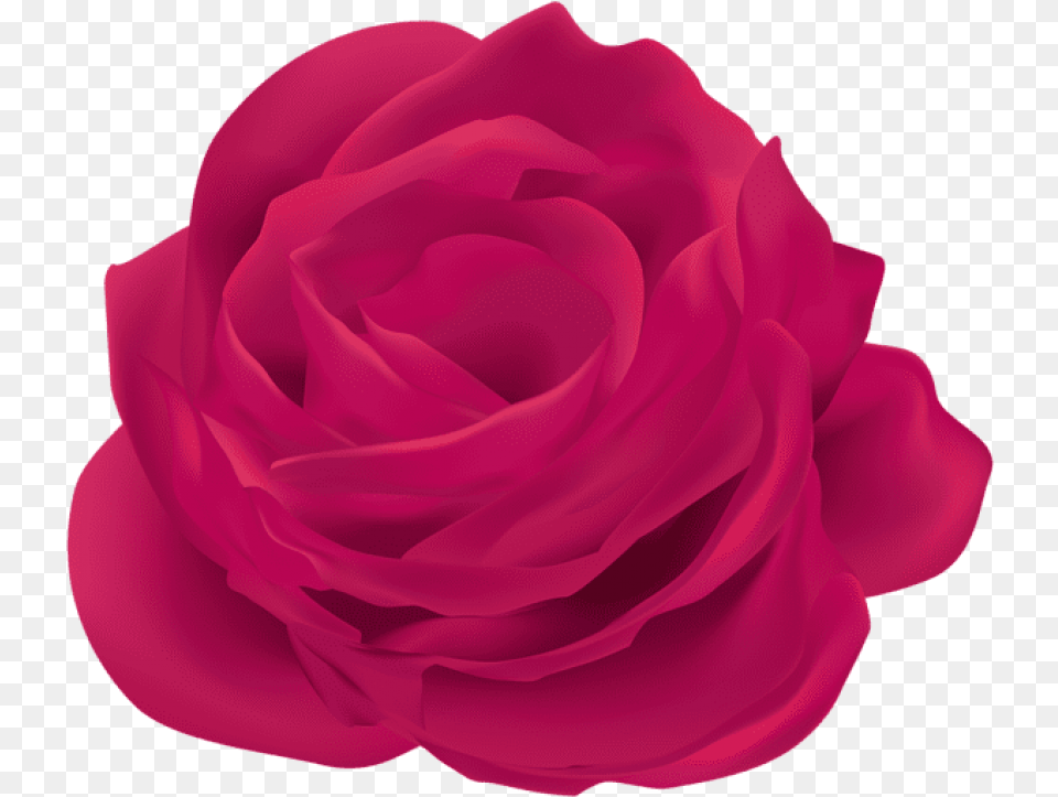 Free Pink Rose Flower Transparent Clipart Rose, Petal, Plant Png Image