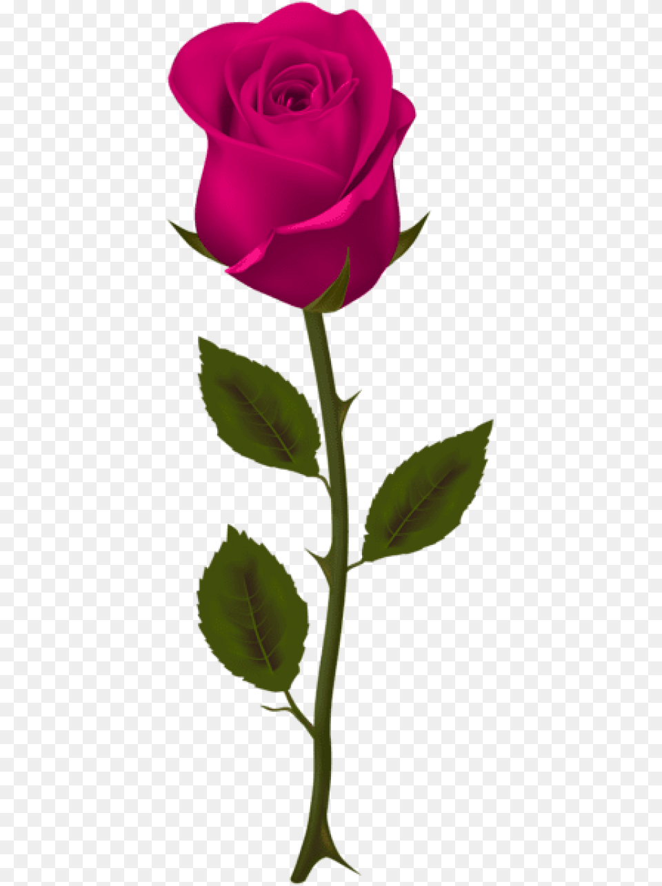 Free Pink Rose Images Background Dark Red Roses, Flower, Plant Png