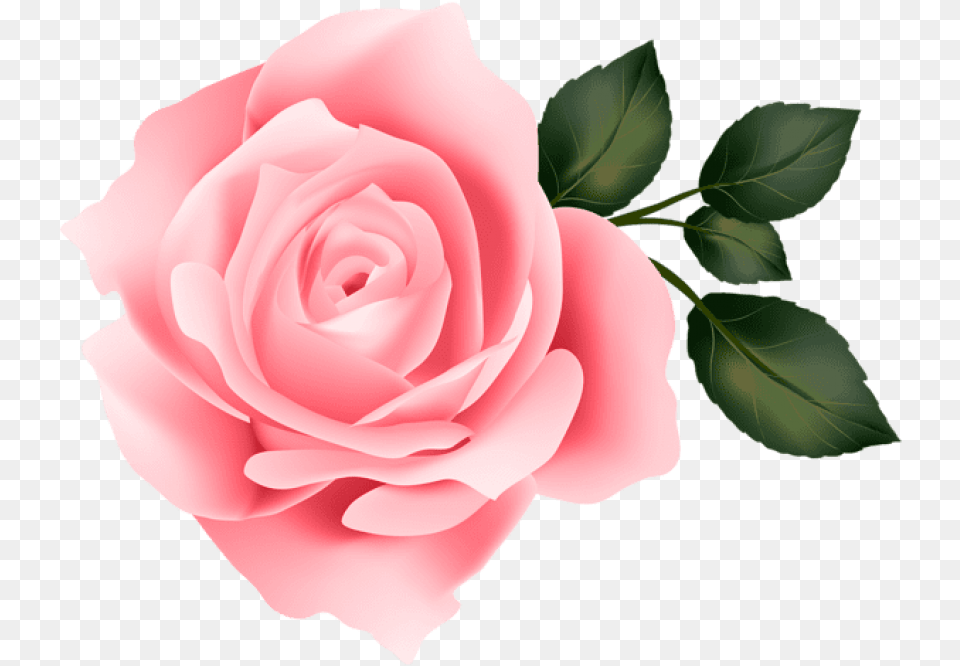 Free Pink Rose Transparent Download Yellow Roses Clipart Transparent Background, Flower, Plant, Petal Png