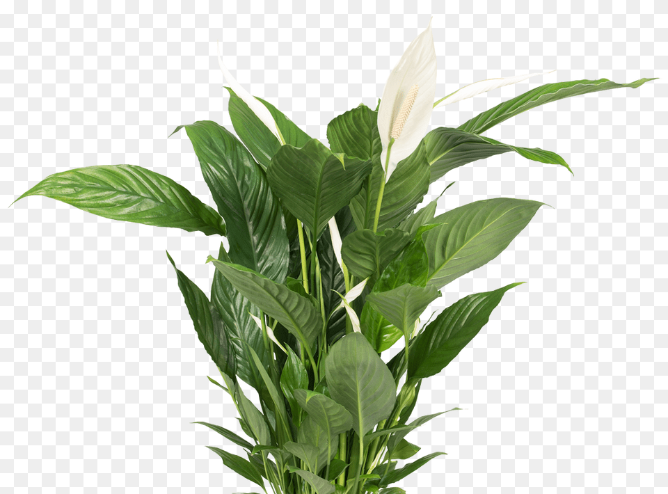 Plant Background Background Plants Flower, Leaf, Potted Plant Free Transparent Png