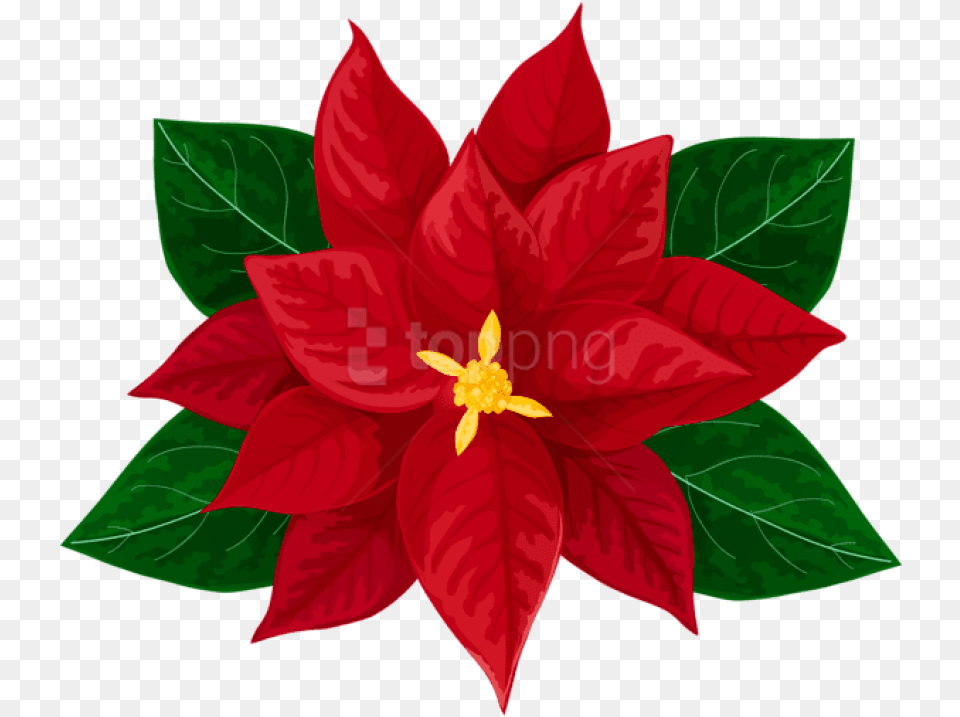 Poinsettia Christmas Poinsettias Images Clipart, Flower, Leaf, Petal, Plant Free Transparent Png