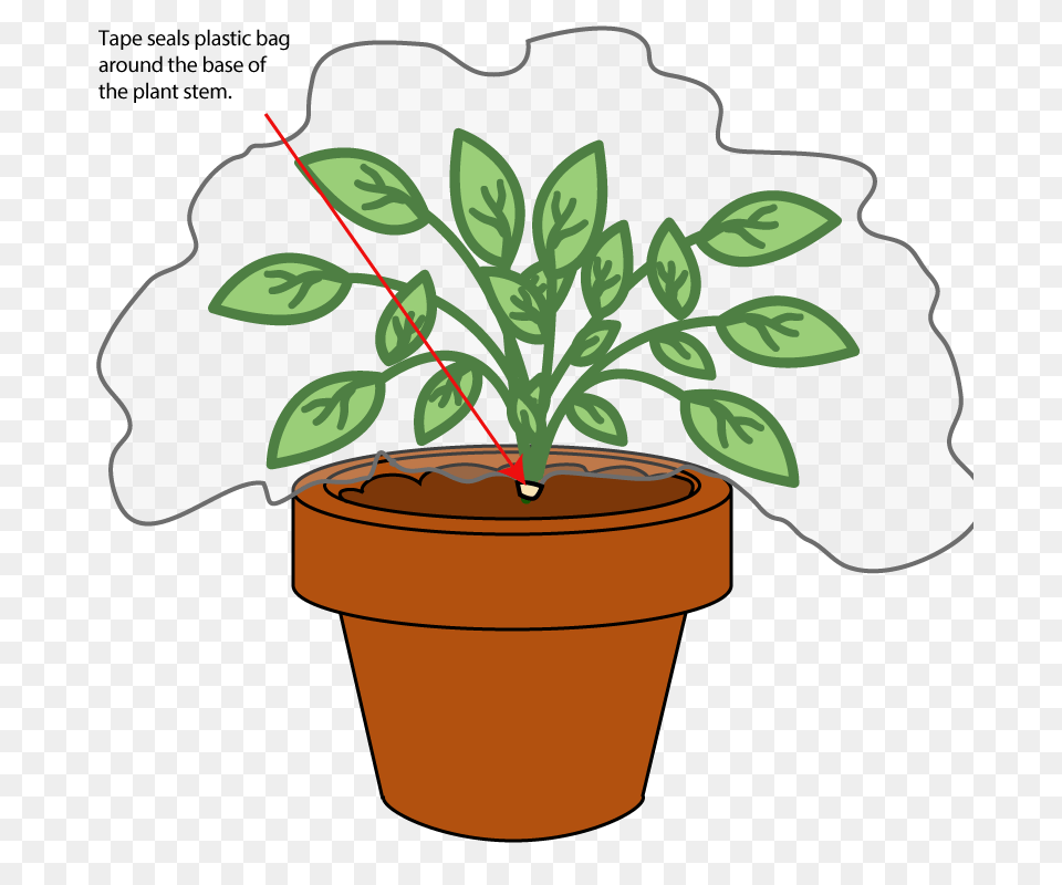 Free Potted Plants Pictures, Plant, Herbal, Herbs, Leaf Png Image