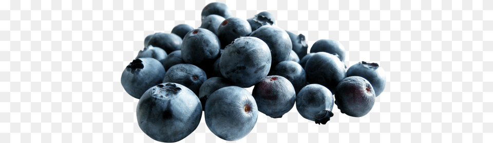Free Premium Blueberry Stock Photos, Berry, Food, Fruit, Plant Png Image