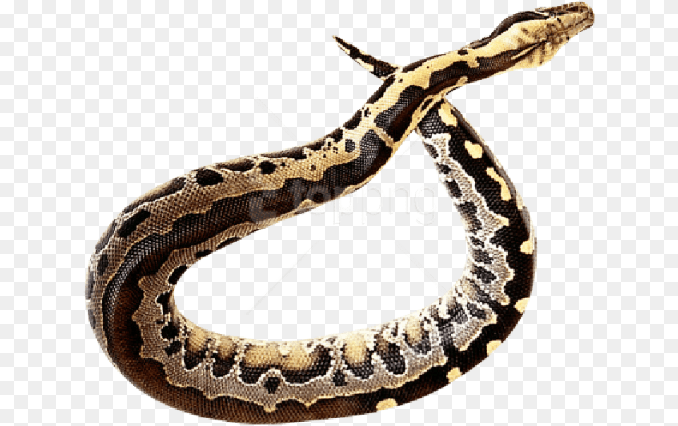 Python Desktop Images Snake Animal, Reptile, Rock Python Free Transparent Png