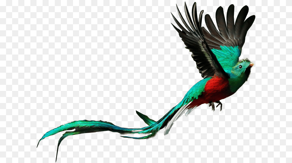 Quetzal Quetzal Bird Background, Animal, Beak, Parrot Free Transparent Png