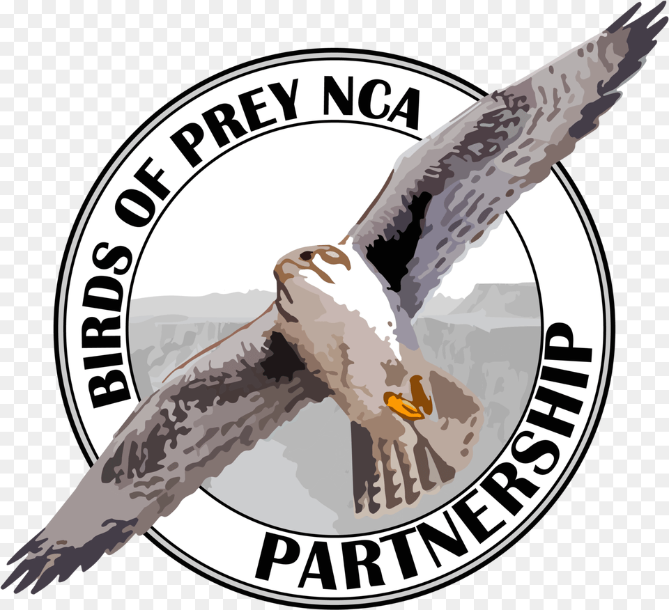 Raptor Bird Birds Of Prey Nca Partnership, Animal, Kite Bird, Buzzard, Hawk Free Transparent Png
