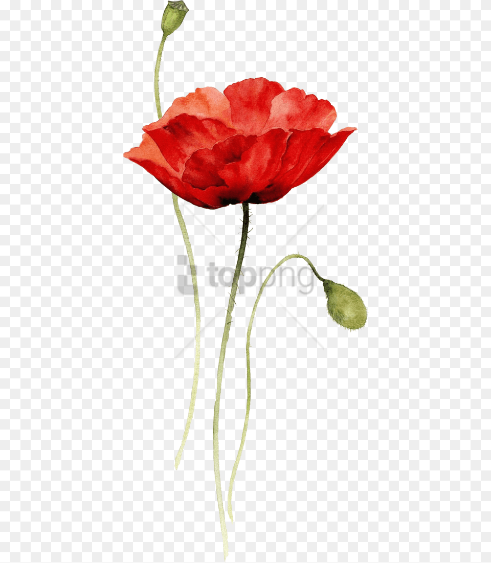 Red Poppy Watercolor Tattoo With Red Flower Watercolor, Petal, Plant, Rose Free Transparent Png