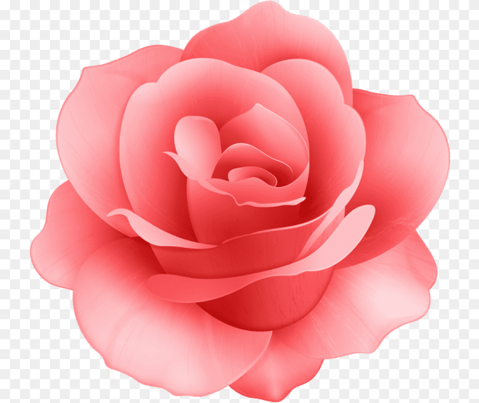 Red Rose Flower Images Background Pink Flower Clipart, Petal, Plant, Carnation Free Transparent Png
