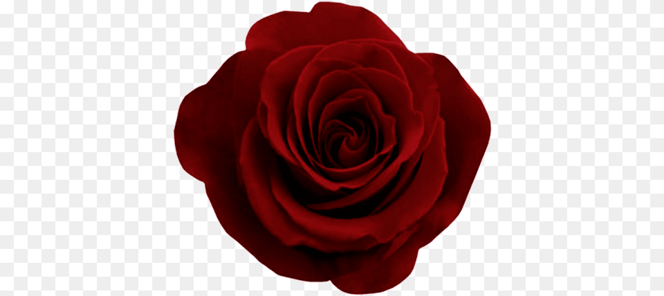Free Red Rose Images Transparent Roses Red, Flower, Plant, Petal Png Image