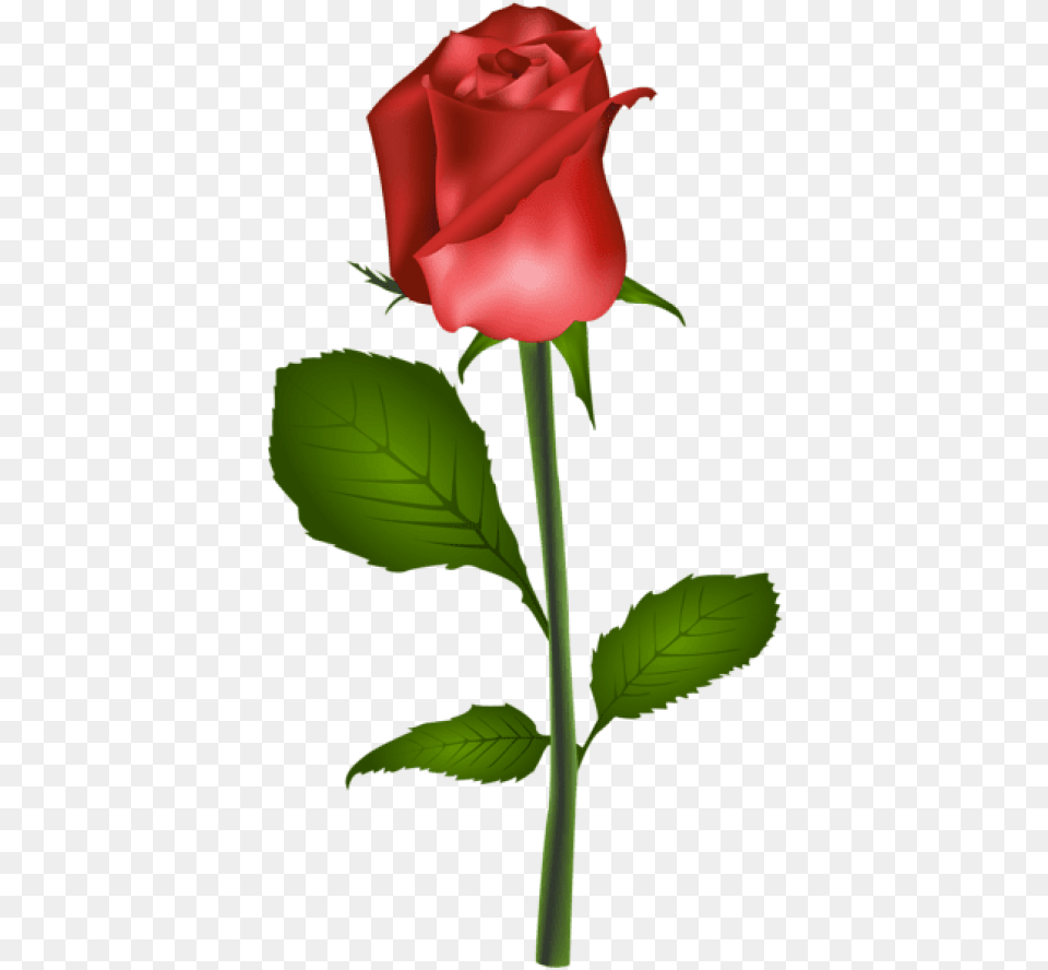 Red Rose Transparent Images Transparent Rose Clipart No Transparent, Flower, Plant Free Png