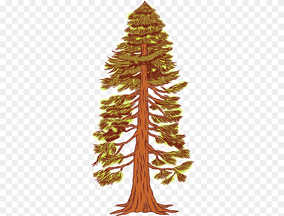 Redwood Cliparts Drawing Of A Redwood Tree, Conifer, Plant, Fir, Person Free Png Download