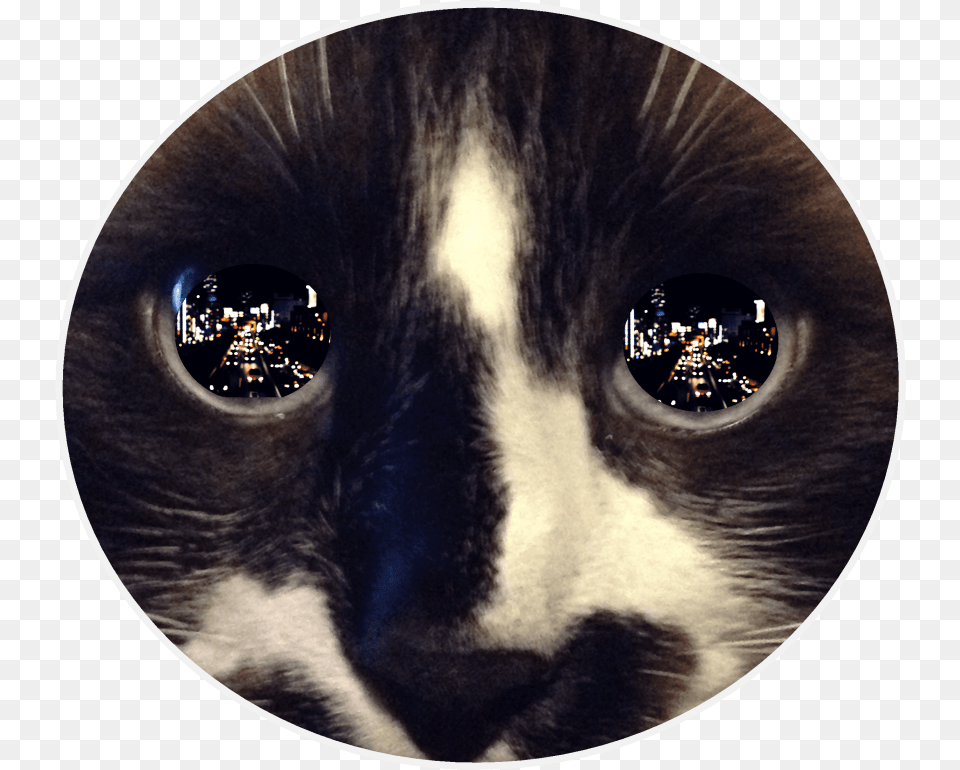 Free Reflection In Catquots Eye Images Reflective Eyes, Animal, Cat, Mammal, Pet Png Image
