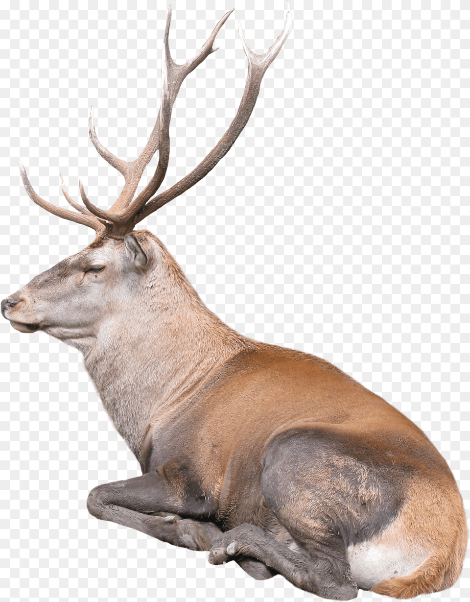 Free Reindeer Transparent Raindeer, Animal, Deer, Elk, Mammal Png Image