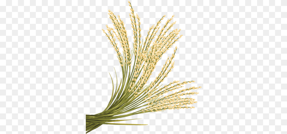 Free Rice Transparent Rice Plant, Grass, Food, Grain, Produce Png