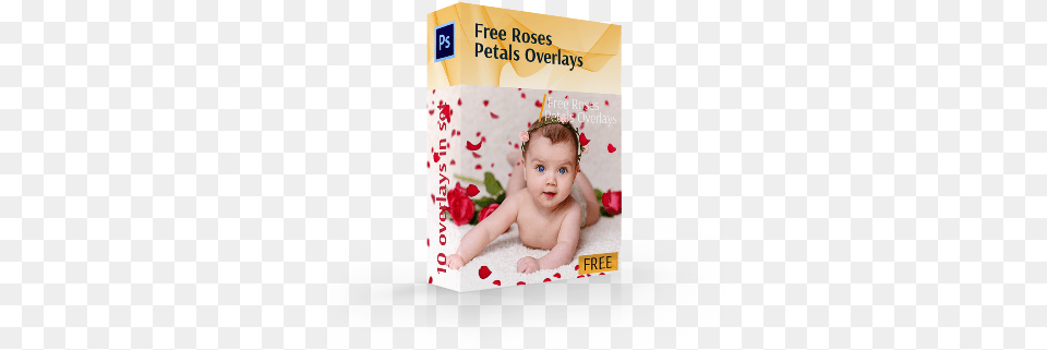 Rose Petals Overlays Cover Box Red Poinsettia Star Flowers With Joy And Gold Pine, Face, Head, Person, Photography Free Png Download