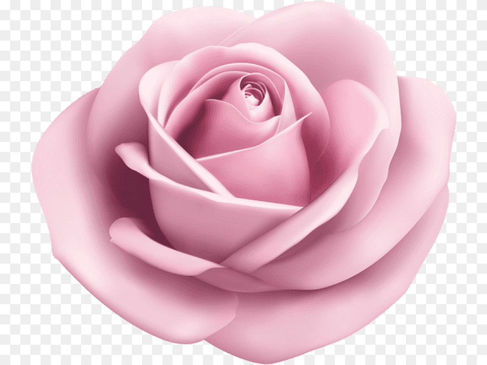 Rose Soft Pink Transparent Images Transparent Pastel Purple Flower, Plant, Petal Free Png