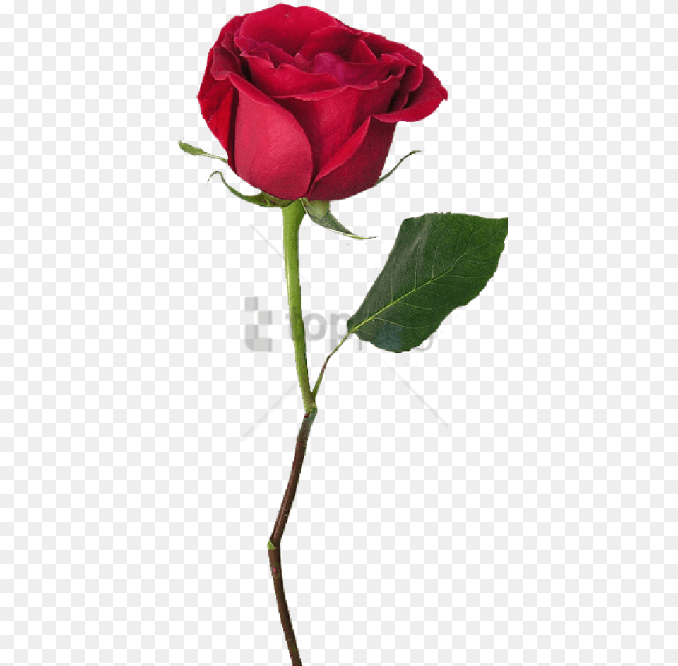 Free Rose With Stem With Transparent Beauty And The Beast Single Rose, Flower, Plant Png