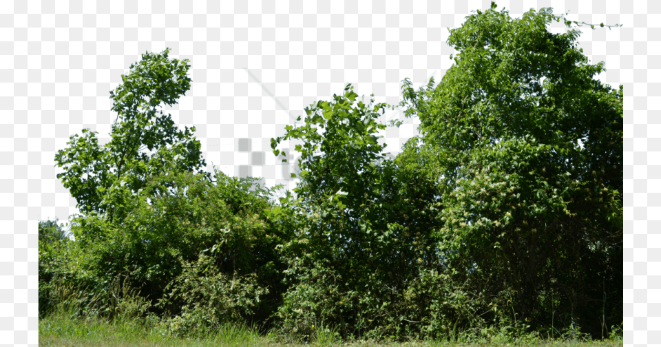 Free Row Of Trees With Transparent Background Row Of Trees, Woodland, Vegetation, Tree, Plant Png Image