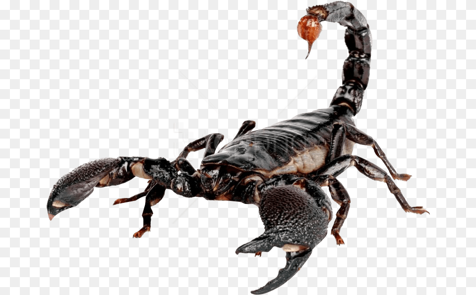 Scorpion Transparent Transparent Scorpion, Animal, Insect, Invertebrate Free Png